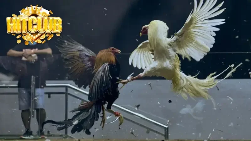 Đá gà Hitclub là một trong những trò chơi cá cược trực tuyến hấp dẫn